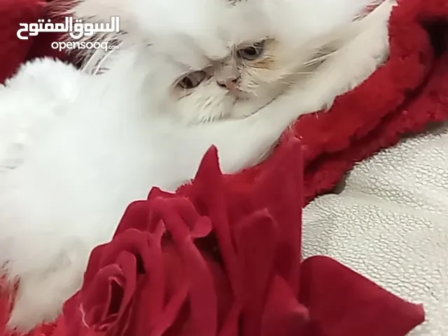 قطط رائعه للبيع
