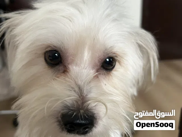كلب مالتيز مع كامل الأغراض للبيع (السعر قابل للتفاوض)
