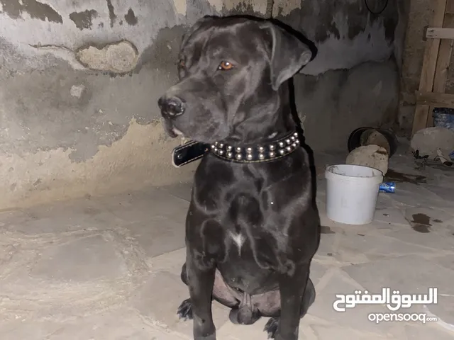 كلب مفقود الي شافو او نعرض عليه يارت يبعتلي
