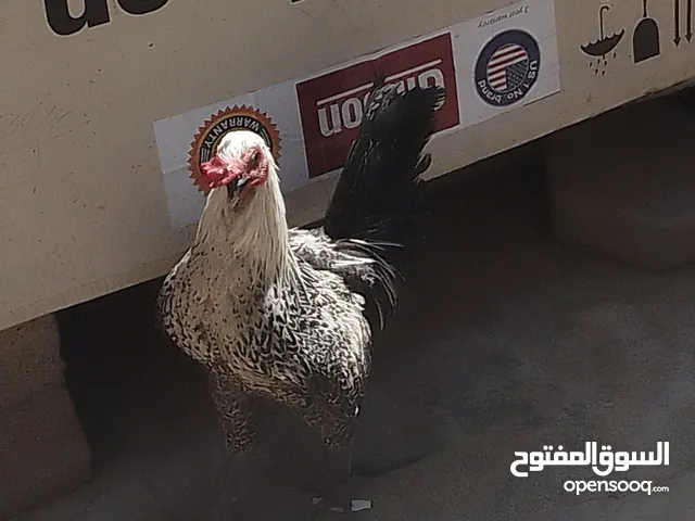 دجاج عرب لون مميز ديك فقط
