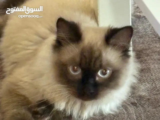 قط اسمه اوريو