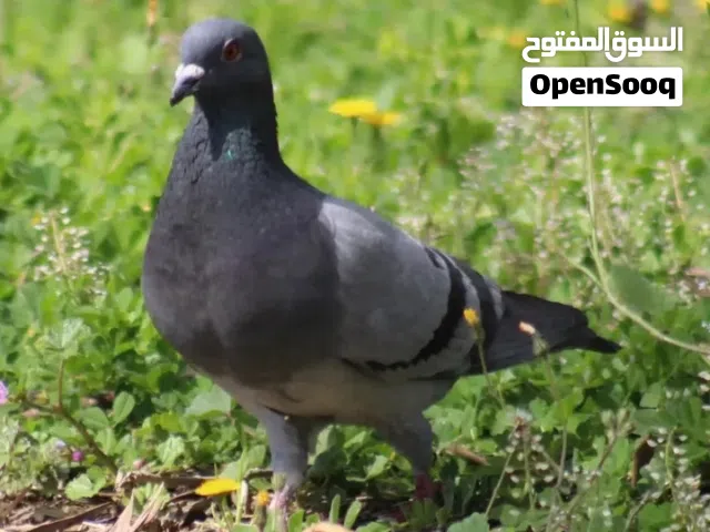 حمام أقري الوصف