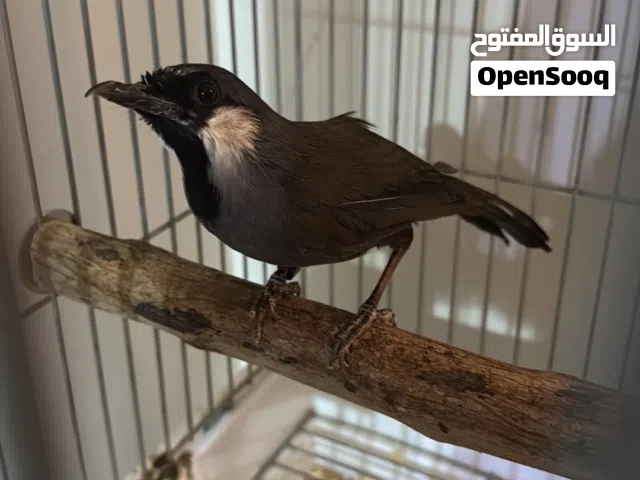 بلبل تايلندي تغريد