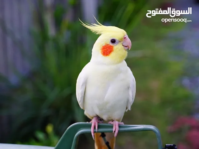 مطلوب عصفور كوكتيل ذكر