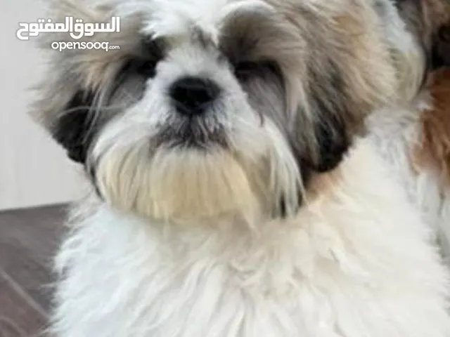 كلب شيتزو بيور للبيع كلب جميل و لذيذ و هادي