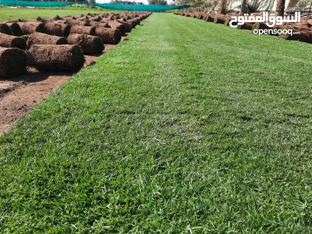 بيع عشب رول جاهز بسبالم 1 ريال
