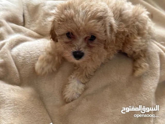 مالتيبو Maltipoo