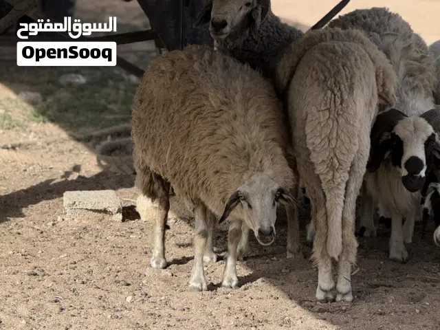 كبش ونعجة للبيع
