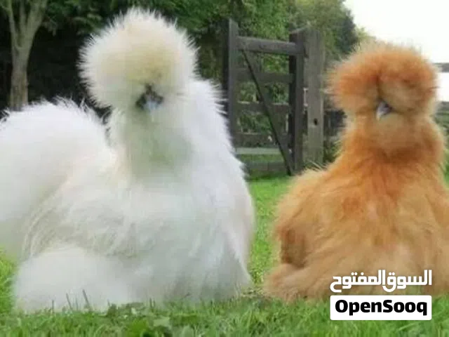 مطلوب دجاج سيلكي