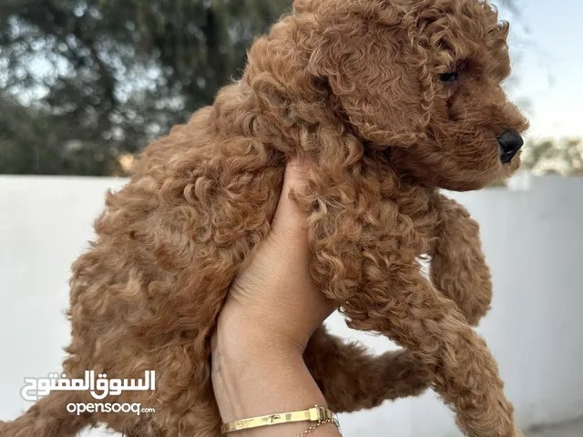 For sale Toypoodle