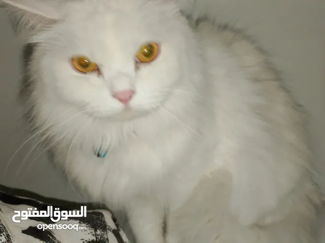 Half turky half Persian only 15 omr 7 months old