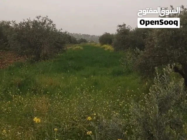 من ارضي ملكا