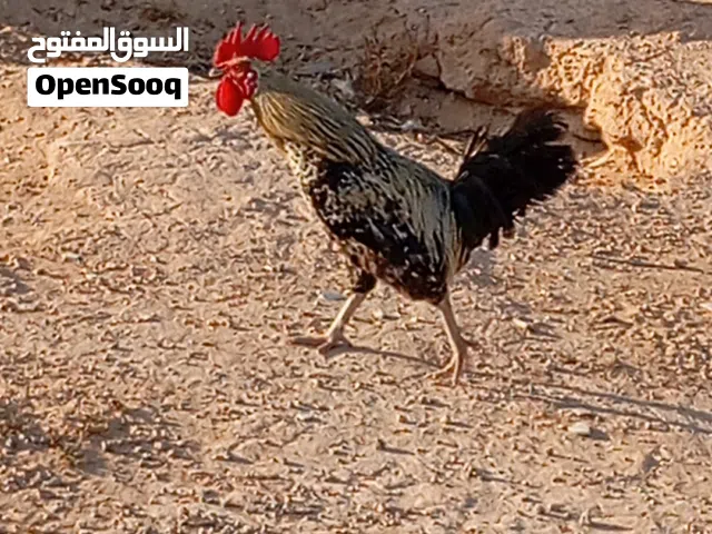 السلام عليكم  متاح ديك و دجاجه الله يبارك السعر ساوم مكان مصراته ارويصات