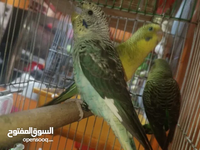 طيور بادجي Black