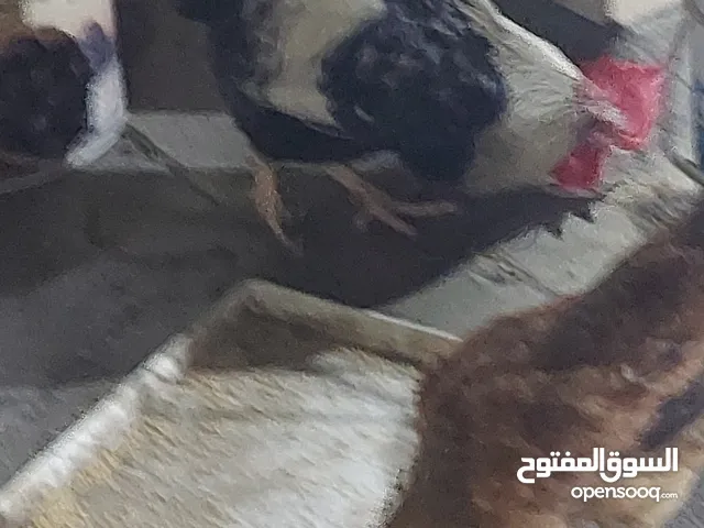 دجاج للبيع