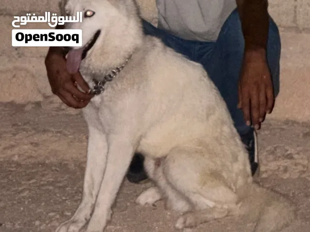 كلب هاكسي دكر العمر 14للبيع