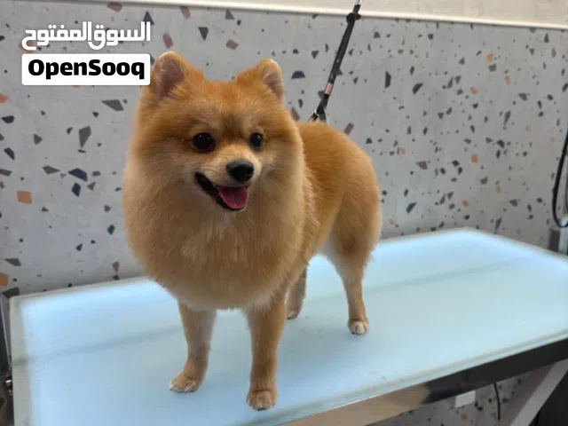 Pomeranian