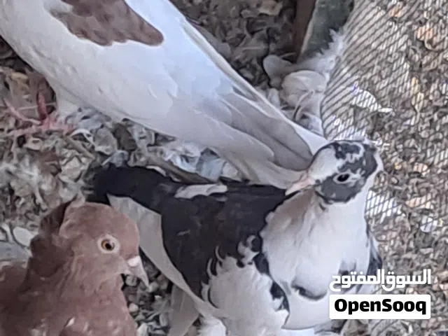حمام للبيع شوف الوصف مهم