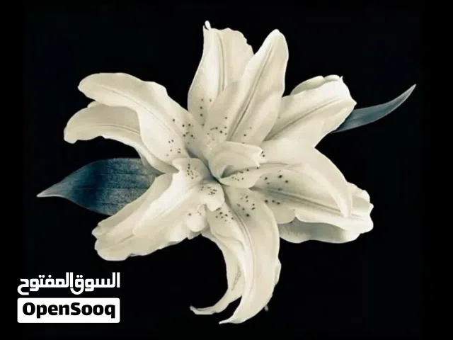 قفص سرير مزوج وهيكل سرير مع 2 كومادينا