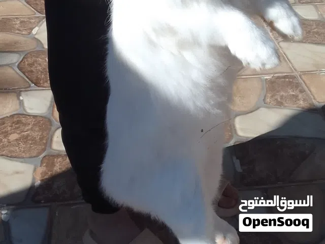 ارانب انقورة جامبو المانى للبيع زوز اناثى عشار باذن الله