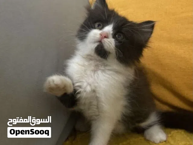 قطط للبيع مهجن أم سكوتش و أب شيرازي