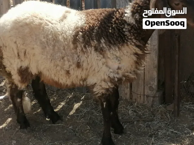 خروف أضحية مسلان مصكر