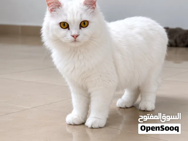 قطة شيرازية للبيع