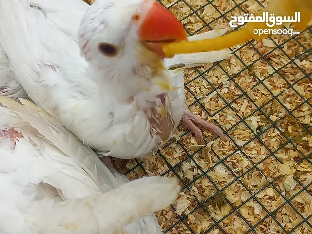 فروخ ببغاء درة للبيع