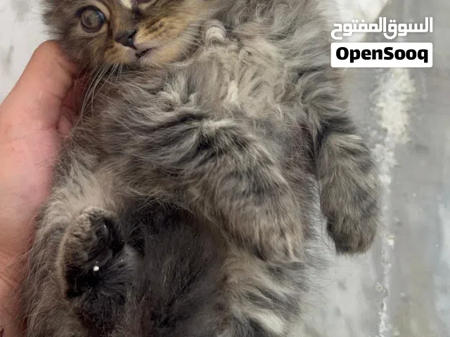 قطط للبيع بسعر مناسب