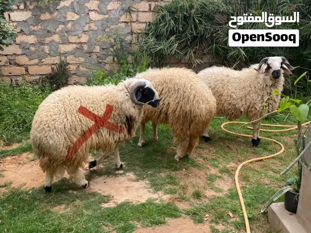 الفاضي يذكر الله 3 خرفان للبيع ثنو كيف مبدلات ياكلو في الشعير وعلفه تلاتيه ولا يباري لا دوايات نضاف