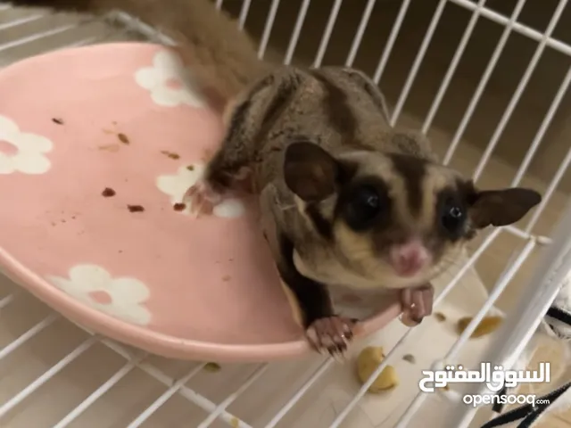 2 sugar gliders 7-9 months old they don’t bite, سنجابين طائرين، العمر 7-9 اشهر، اليفين لا يعضون