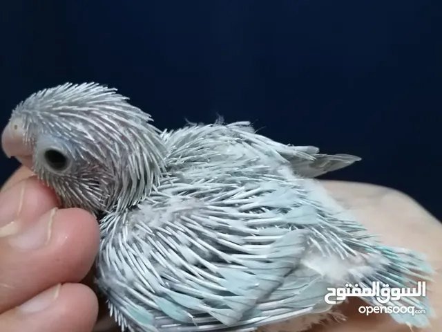 parrotlet babies for handfeeding