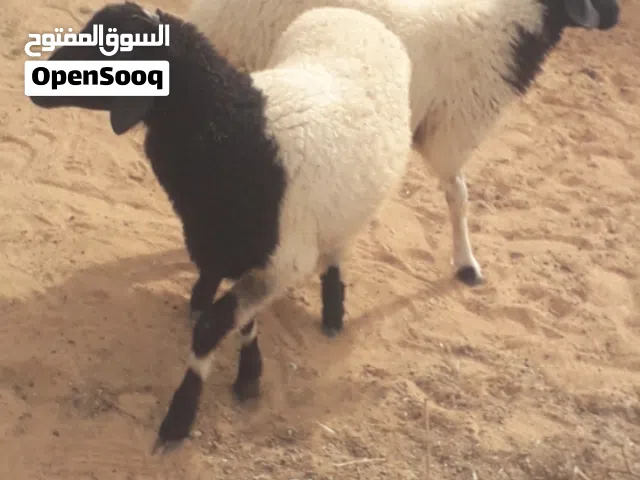زوز إفطايم برقاويات عمرهم 5 شهور إفاطايم ماشاء الله لا قوة إلا بالله خاليات من جميع العيوب سعر الواح