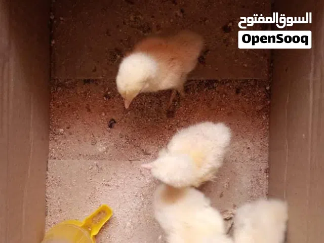 للبيع كتاكيت براهما في امدرمان