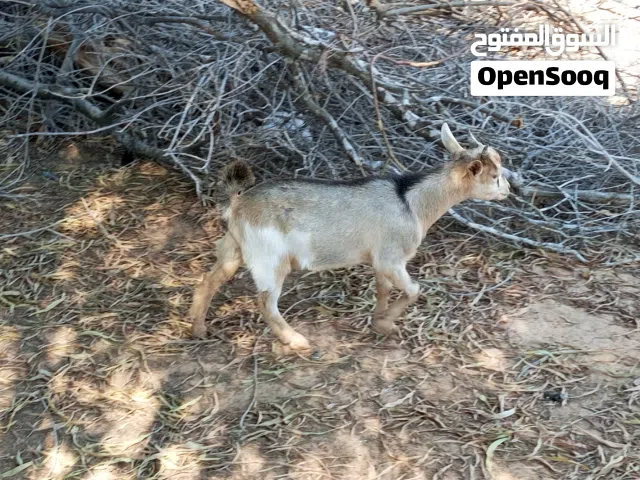 ماعز كردي للبيع