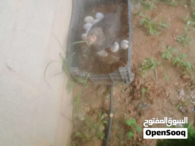 اقرا المزيد