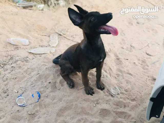 كلب مينوا جنس دكر للبيع