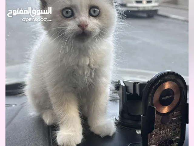 قط راغدول عمر شهرين