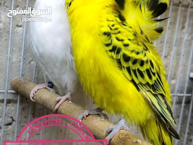 اقرأ الوصف