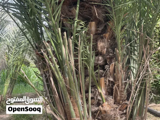فسائل فحول نوعيه ممتازه 10 ريال مع القص
