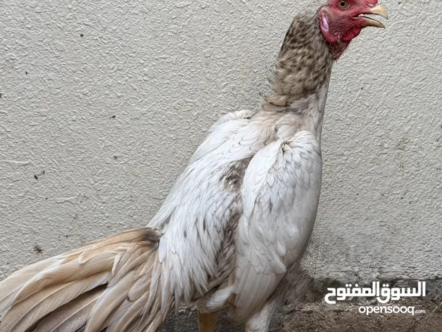 ديك باكستاني