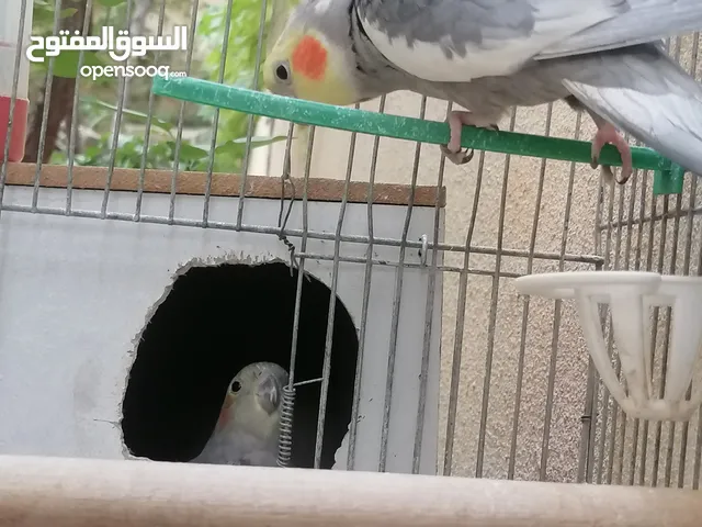 جوز كوكتيل للبيع او للبدل