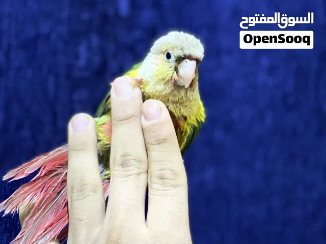 كنيور انناس للبيع