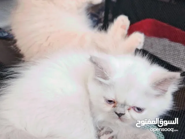 قطططط00000