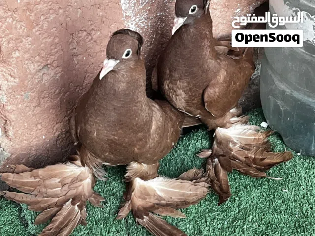 حمام  راعب نجفي