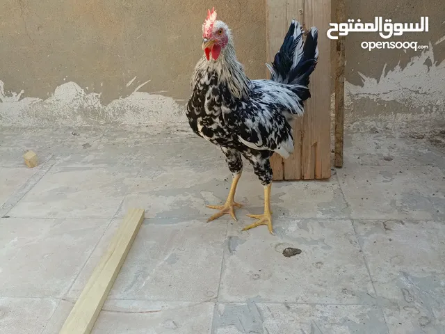 ديج ورد باكله  أقره الوصف