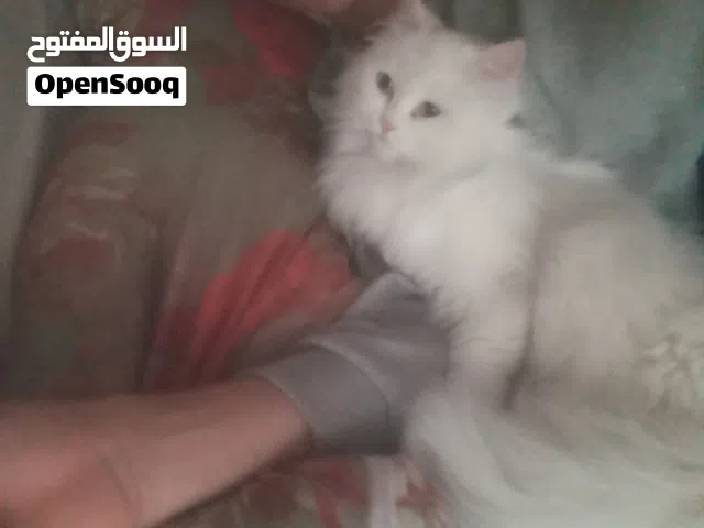 قطه شيرازي للبيع في اربيل