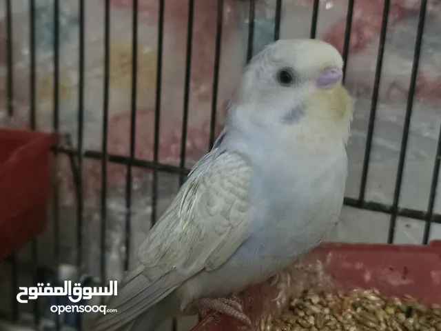 طيور بادجي محلي