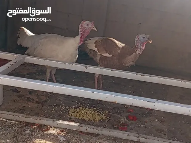 حبش للبيع لون ابيض وأحمر