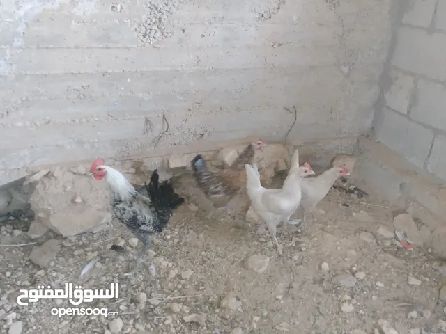 دجاج وحمام للبيع